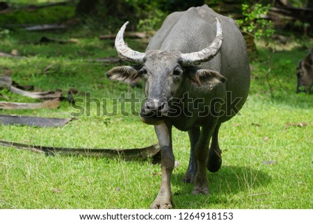 Water buffalo on the green field