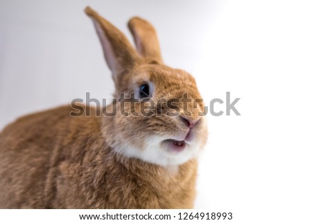 Cute rufus bunny rabbit makes funny facial expressions on white background, room for text copy on right
