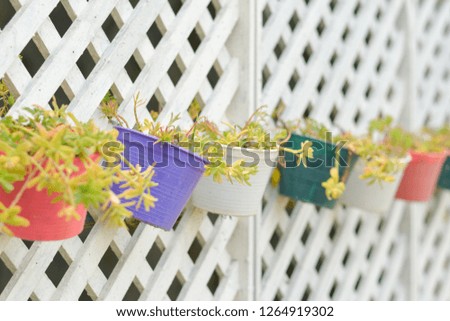 Common Purslane, little tree plant in colorful of flower pot hang on whith wooden wall decoration garden home.
