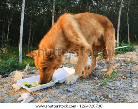 Hungry stray dogs eating food