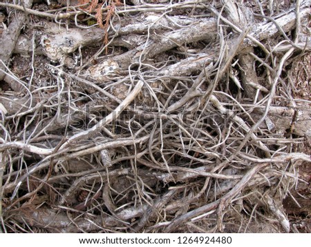 Tangled branches and roots background