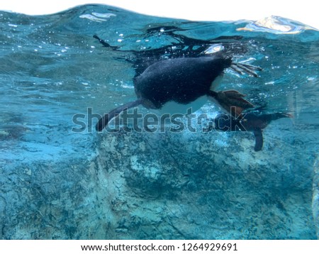 The Penguin in the water