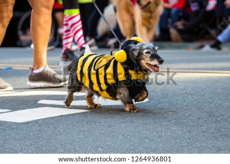 Pets parade, San Diego, CA
