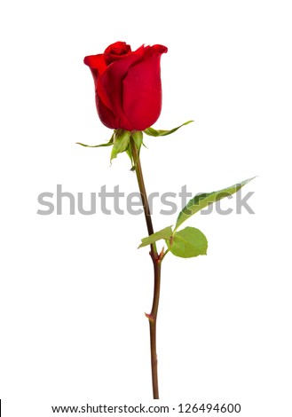 Red rose isolated on white background. Royalty-Free Stock Photo #126494600