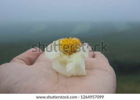 Tea flowers on the palm With morning fog as background
