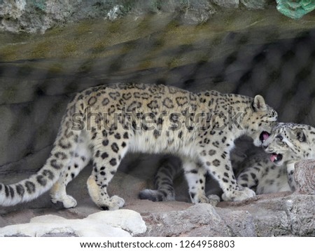 Full view of a snow leopard  licking another snow leopard under the shelter of a rock cave.