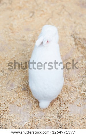 White rabbit in contact zoo. Funny bunny 