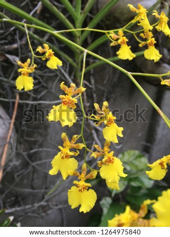 The yellow flowers of the Dancing Lady Orchid, so named because its flowers resemble women in long ball gowns, which would appear to be dancing as the wind makes the flowers move around.