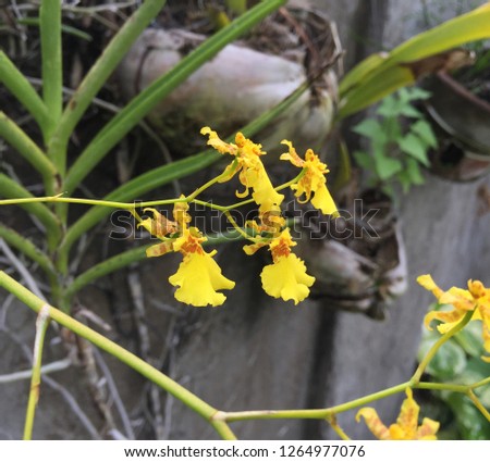 The yellow flowers of the Dancing Lady Orchid, so named because its flowers resemble women in long ball gowns, which would appear to be dancing as the wind makes the flowers move around.