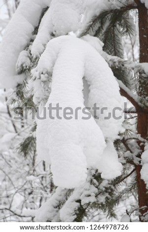 Winter in the forest. Snow lies on the branches of pine.