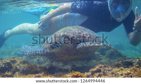 Snorkeling woman and sea turtle. Tourist activity snorkeling with turtles. Marine tortoise underwater photo. Human and animal undersea. Friendly wild animal of tropical seashore. Green turtle and girl