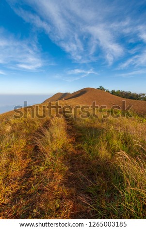 Vertical / portrait photo of grass field with walk way leading eye line through middle of picture . The yellow grass field with winter blue sky background .Doi Mon jong mountain, Chiang mai, Thailand