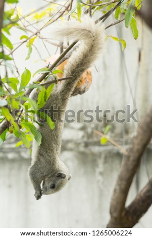 Thailand striped tree squirrel eating fruit in hanging head posture