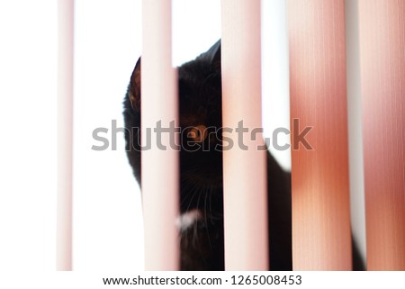       portrait of a black cat behind rolls                         