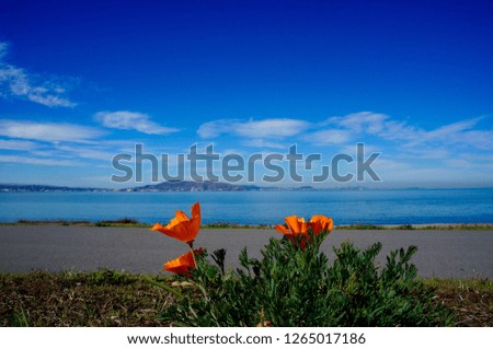  California poppies on the bay                               