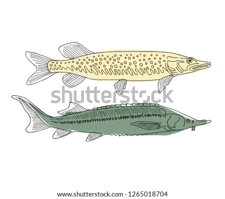Fish, sketch for your design