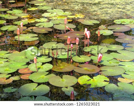 Pool with lotus Royalty-Free Stock Photo #1265023021