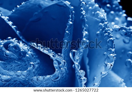 Blue Rose water drops