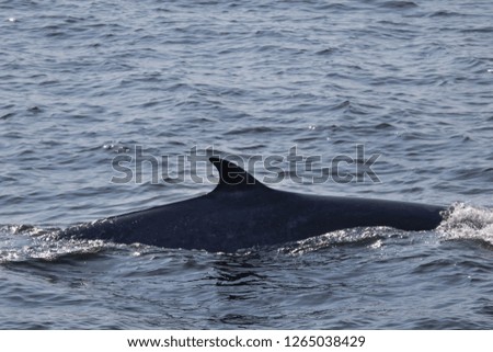 Back fin of Bryde's whale