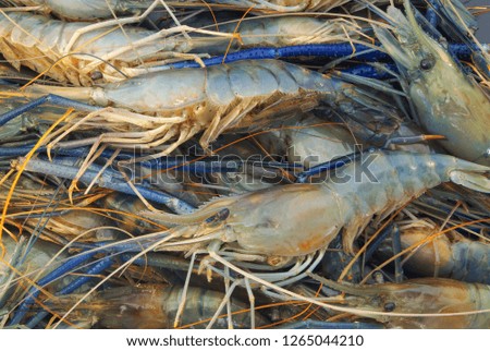 Raw shrimps background