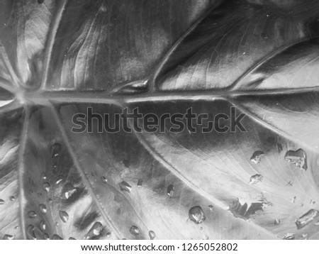 Black background nature, leaves, plant and flowers photography