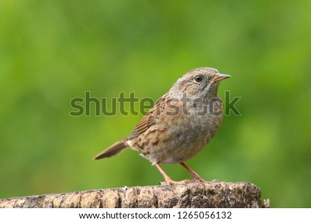 Adult dunnock, hedge sparrow, prunella modularis, perched on a branch in the British countryside, Great Britain, UK