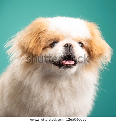 a cute dog in the studio, blueqgreen background