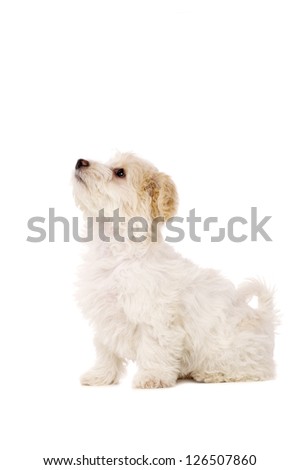Playful Bichon Frise cross puppy sat looking up isolated on a white background
