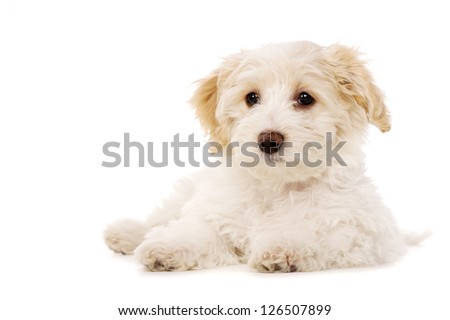 Bichon Frise cross puppy laid down isolated on a white background