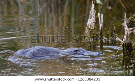 Australian platypus in a wild