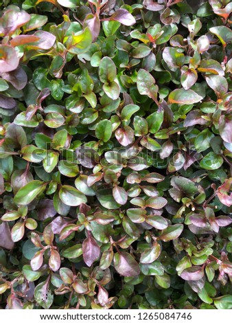 purple and green leaves texture background
