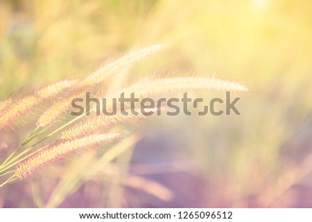 Abstract blurred nature concept background, grass flower with vintage warm morning light
