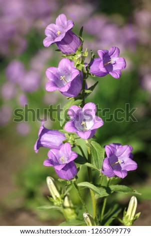 Violet flowers Canterbury bells (Campanula medium) over blooming garden background
