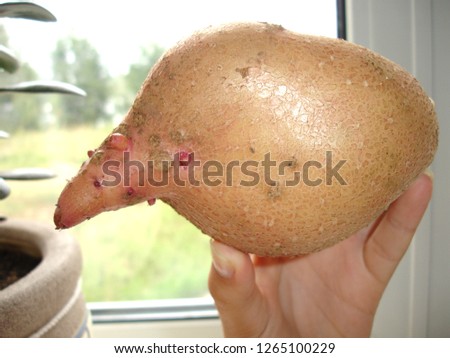            Strange funny potatoes                    