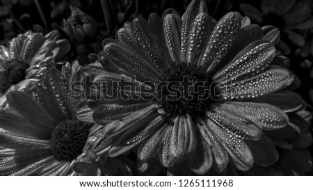 black and white ahot of a chrysanthemum