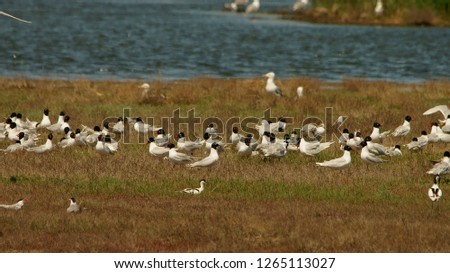 Colony of seagulls. Mediterranean gull / Ichthyaetus melanocephalus