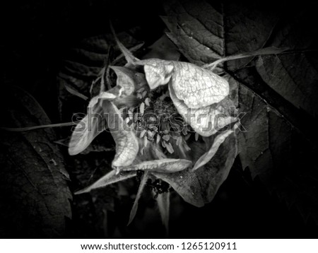 Flowers on a black and white photo