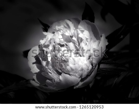 Flowers on a black and white photo