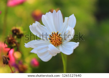 White blooming flower in a green backround. Love mother nature, vibrant colors and flowers. Only positive vibes and happiness.