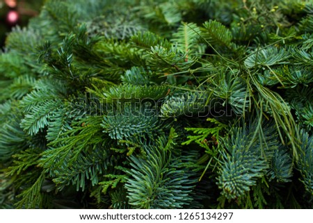 Ever green fur. Christmas decoration background. Decor in christmas market
