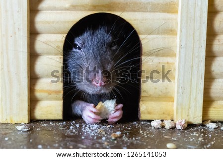 cute gray rat closeup hid in a wooden house eating a toast. Closeup portrait of rat hiding cracker in hand