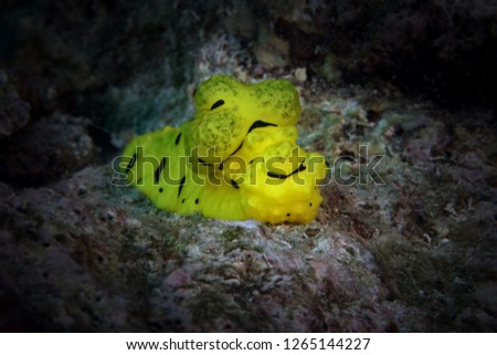 Nudibranch Aegies minor. Picture was taken near Island Bangka in North Sulawesi, Indonesia