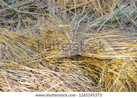 Dry straw in a wide field after the harvest season Northeast Thailand
