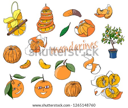 Set of colored and contour mandarins drawn by hand on a white background. Vector illustration.