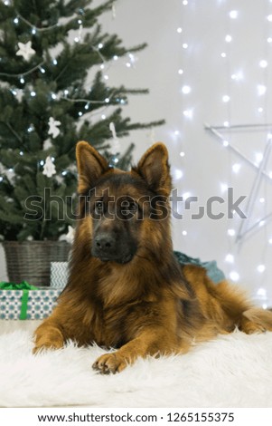 German shepherd dog posing in beautiful studio. Christmas lights and decorations.