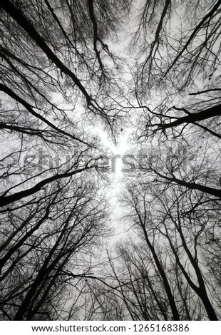 Leafless Winter Trees. Black and White Picture. View From Below in to the Leafless Tree Crowns. Winter Landscape Without People. Foggy and Cloudy Weather. Black Trees From Worm's Eye View. 