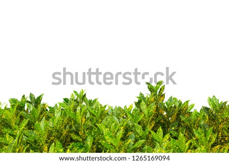 Fresh Green tree wall plant leaf on white background. Christmas leaves backdrop for design art work or add text message.