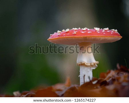 Fly Agaric - Autumn picture