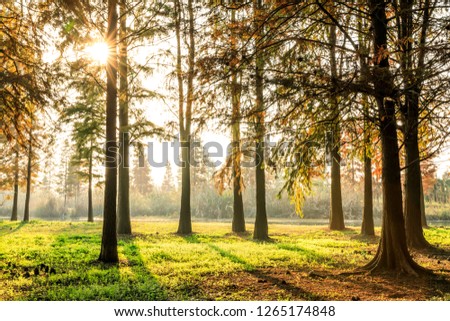 Beautiful autumn forest on a sunny day