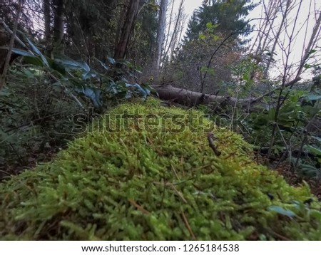Green moss covered log on the forest floor.